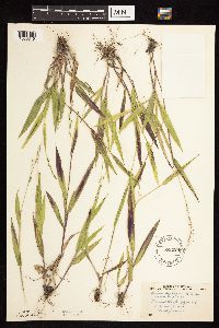 Dichanthelium leibergii image