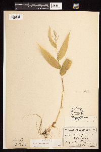 Dichanthelium latifolium image