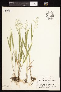 Dichanthelium leibergii image