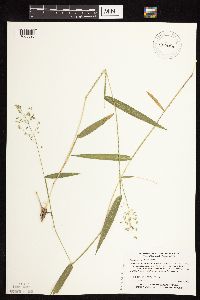 Dichanthelium leibergii image