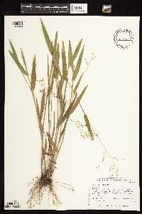 Dichanthelium leibergii image