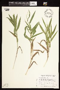 Dichanthelium leibergii image