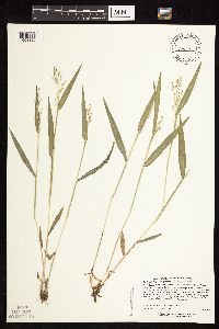 Dichanthelium leibergii image