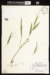 Dichanthelium leibergii image