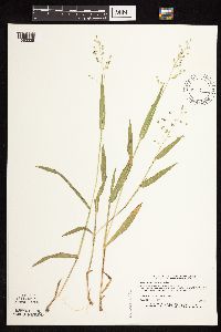 Dichanthelium leibergii image