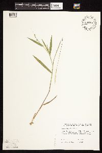 Dichanthelium leibergii image