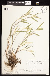 Dichanthelium leibergii image