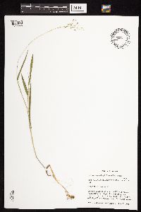 Dichanthelium leibergii image