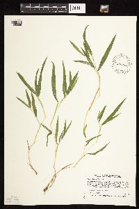 Dichanthelium leibergii image