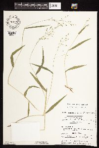 Dichanthelium leibergii image