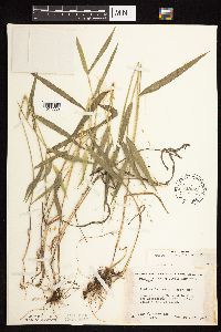 Dichanthelium leibergii image