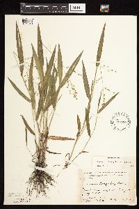 Dichanthelium leibergii image