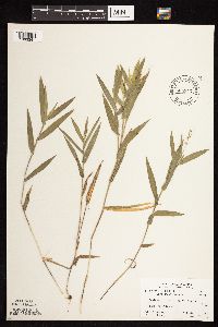 Dichanthelium leibergii image