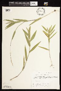 Dichanthelium leibergii image