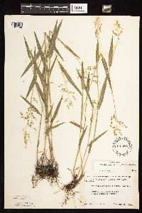 Dichanthelium leibergii image