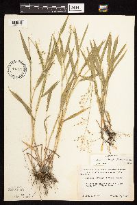 Dichanthelium leibergii image