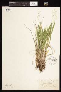 Dichanthelium leibergii image