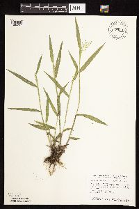 Dichanthelium leibergii image