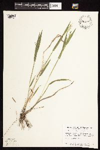 Dichanthelium leibergii image