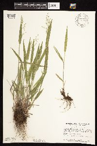 Dichanthelium leibergii image