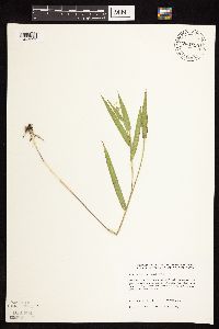 Dichanthelium leibergii image