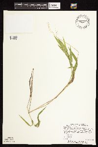 Dichanthelium leibergii image