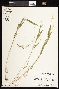 Dichanthelium leibergii image