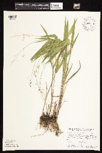 Dichanthelium leibergii image