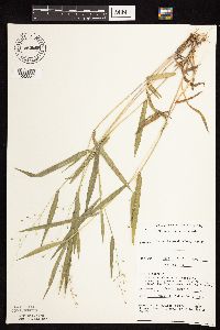 Dichanthelium leibergii image