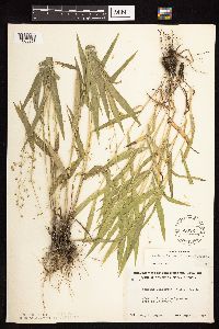 Dichanthelium leibergii image