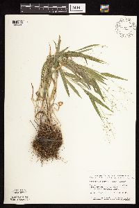 Dichanthelium leibergii image