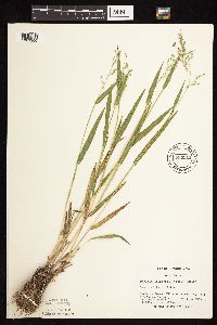 Dichanthelium leibergii image