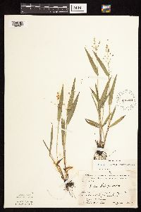 Dichanthelium leibergii image