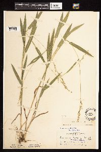 Dichanthelium leibergii image