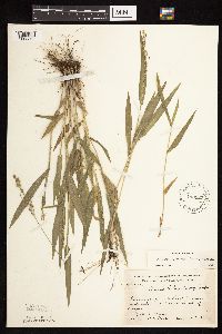 Dichanthelium leibergii image