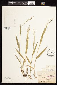 Dichanthelium leibergii image