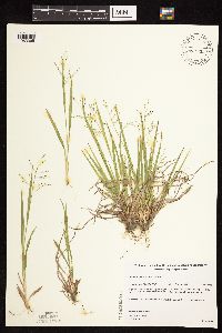 Dichanthelium linearifolium image