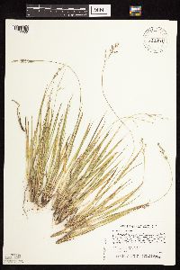 Dichanthelium perlongum image