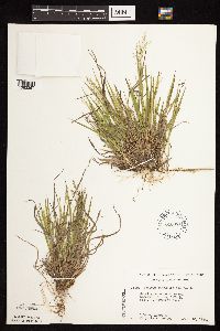 Dichanthelium linearifolium image