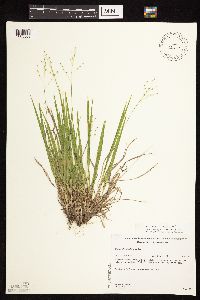 Dichanthelium linearifolium image
