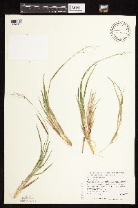 Dichanthelium perlongum image