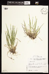 Dichanthelium linearifolium image