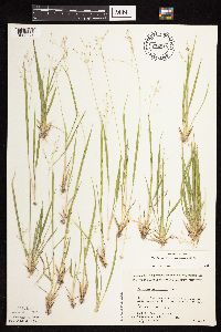 Dichanthelium linearifolium image