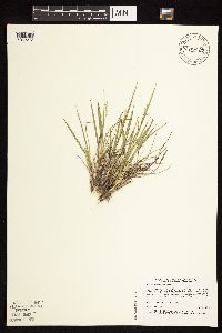 Dichanthelium perlongum image