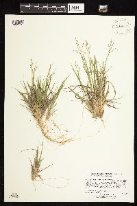 Dichanthelium depauperatum image