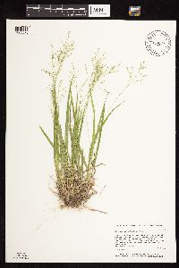 Dichanthelium linearifolium image