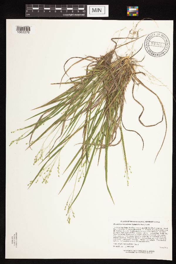 Dichanthelium perlongum x depauperatum image
