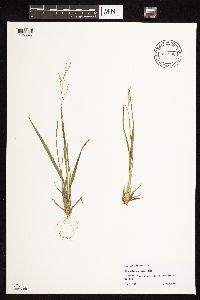 Dichanthelium linearifolium image