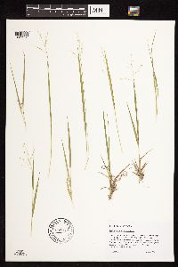 Dichanthelium linearifolium image