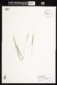 Dichanthelium linearifolium image